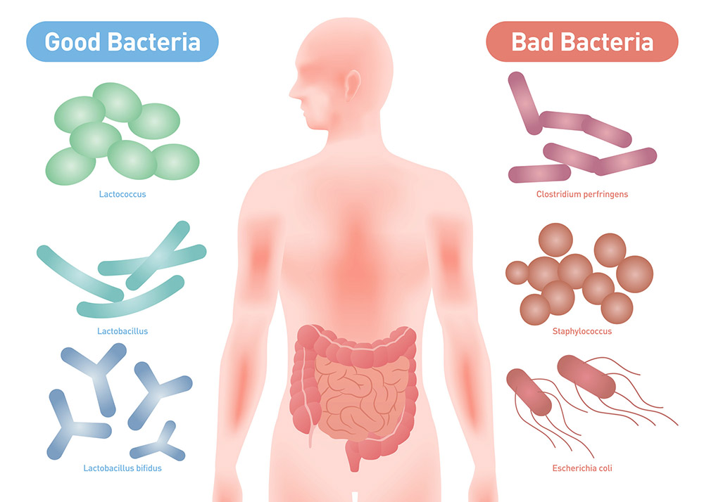 腸内細菌（フローラ）検査